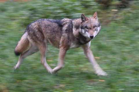Eigentlich eher scheu: Wölfe meiden üblicherweise den Menschen. Foto: Carsten Rehder/dpa