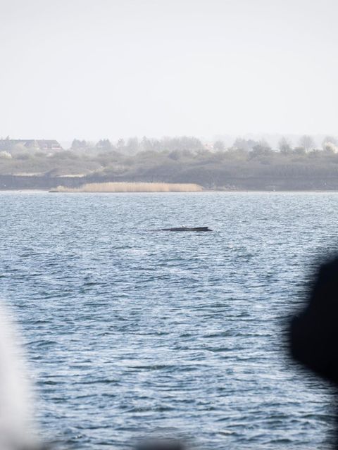 Buckelwal in der Wismarer Bucht