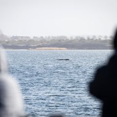 Buckelwal in der Wismarer Bucht
