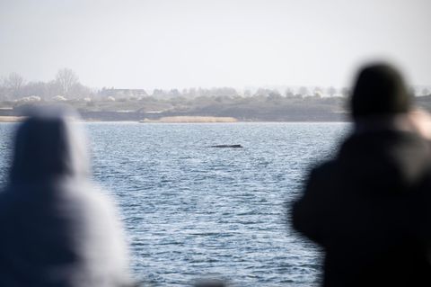 Buckelwal in der Wismarer Bucht