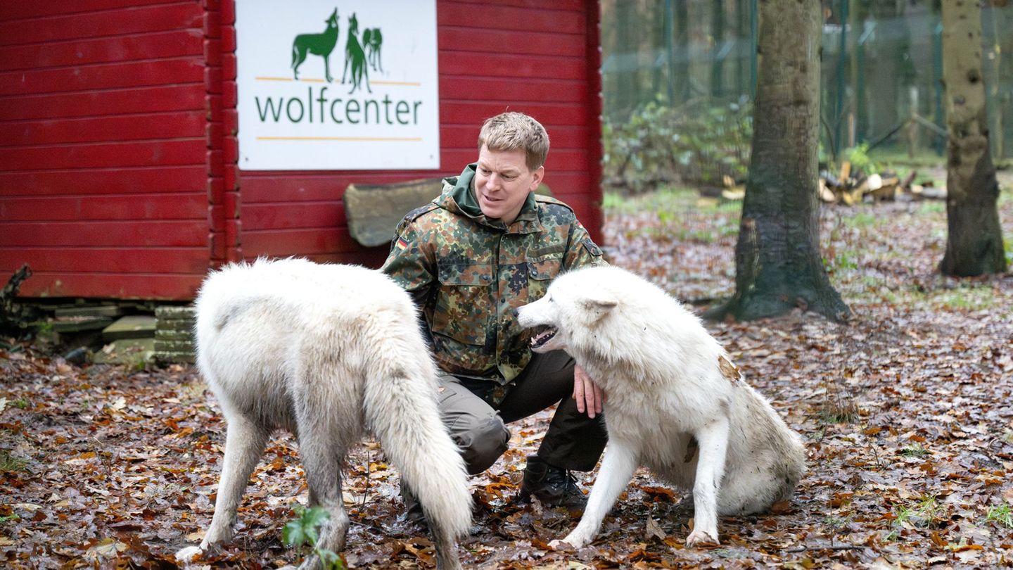 Umgang mit dem Wolf: Experte rät von Nähe zu Wolf ab – kaum Angriffe auf Menschen
