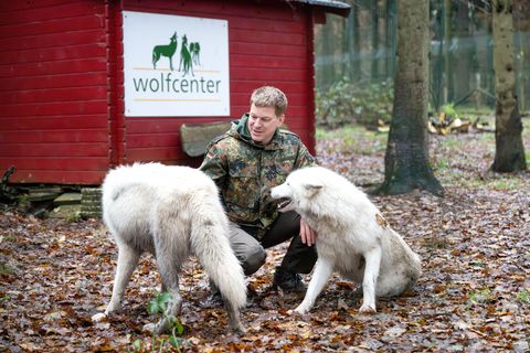 Wolfsexperte Faß warnt vor Kontakt mit Wölfen. (Archivbild) Foto: Sina Schuldt/dpa