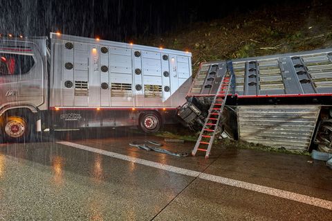 Nach dem Unfall des Tiertransporters auf der A3 wurden mittlerweile alle Rinder geschlachtet. Foto: Sascha Ditscher/dpa