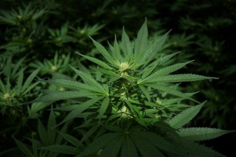 Haschisch-Rohstoff Cannabis