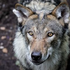 Vor dem Angriff auf eine Frau in Hamburg-Altona streifte der Wolf durch den Westen Hamburgs. (Symbolbild) Foto: Christian Charis