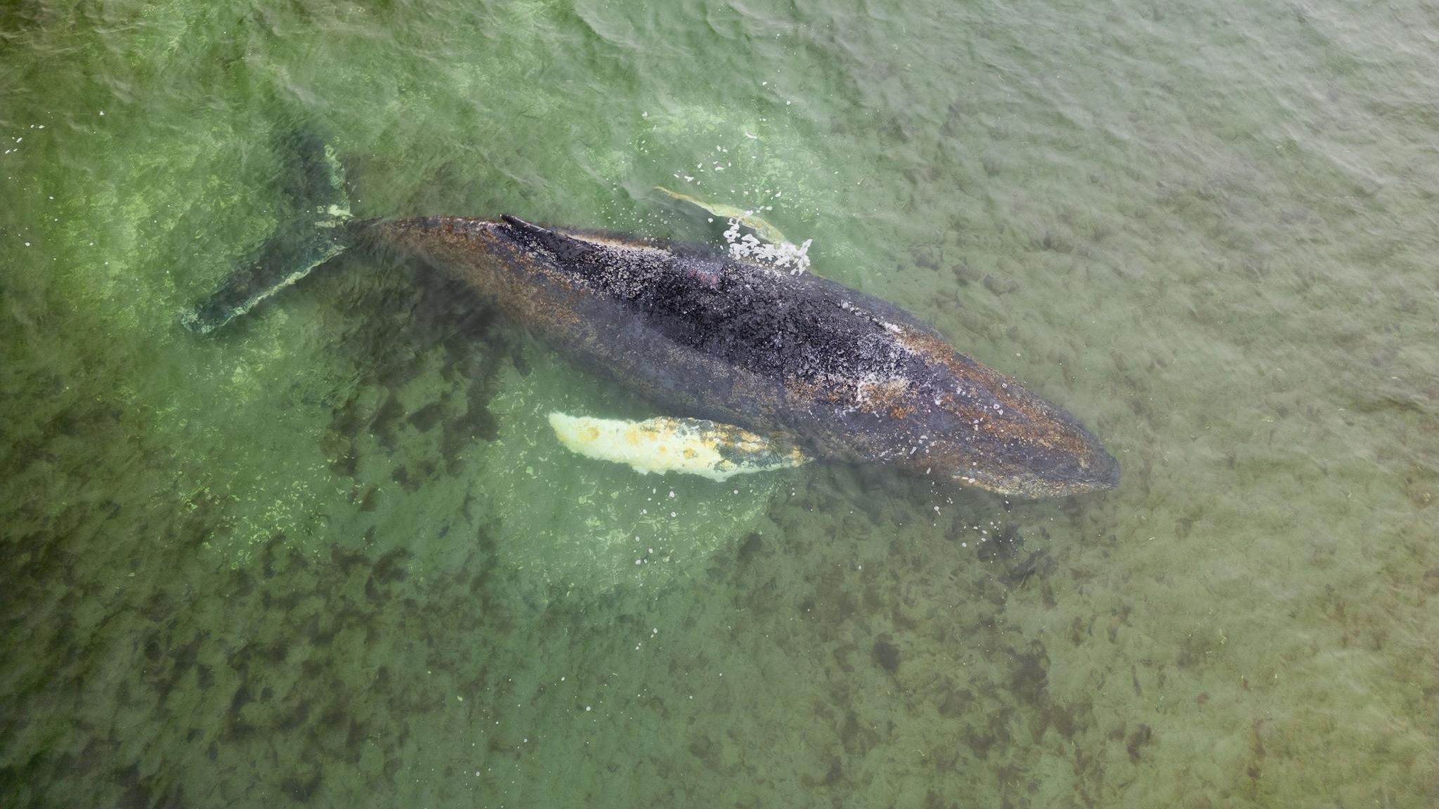 Buckelwal liegt auf einer Sandbank im Wasser
