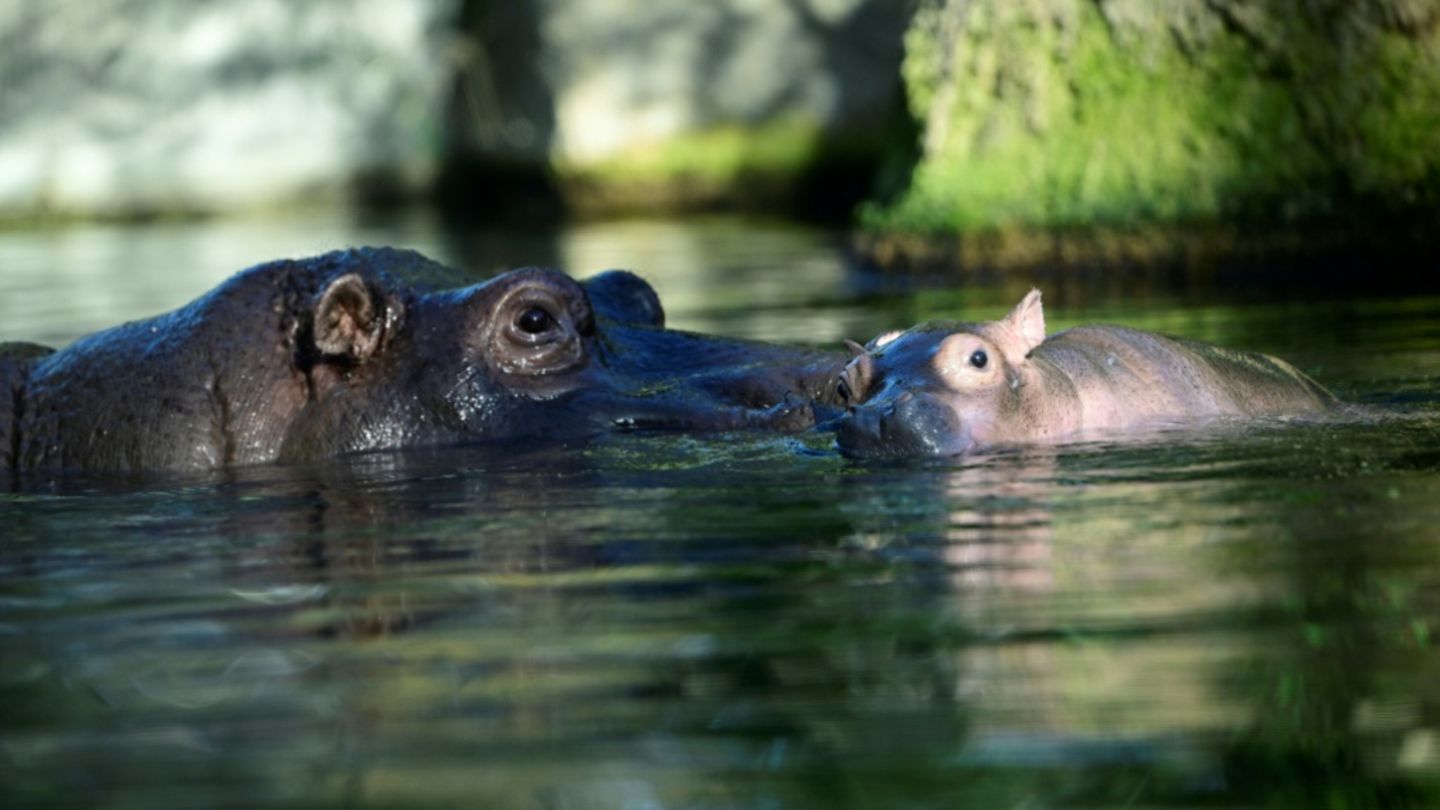 Flusspferde im Zoo Berlin