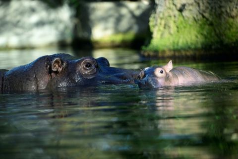 Flusspferde im Zoo Berlin