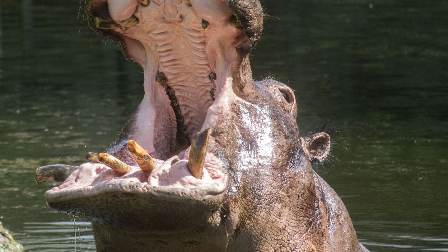 Tiere: Berliner Nilpferd Kathi ist mit 50 Jahren gestorben