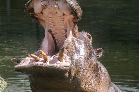 Nilpferde zählen zu den größten an Land lebenden Säugetieren und verbringen einen Großteil ihres Lebens im Wasser. Foto: -/Zoo B