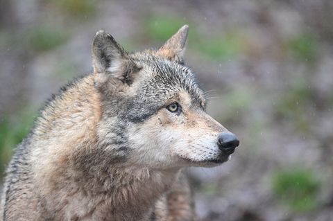 Ein Wolf verletzt eine Frau in der Einkaufsmeile Große Bergstraße. (Symbolbild) Foto: Bernd Weißbrod/dpa