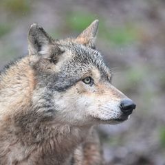 Ein Wolf verletzt eine Frau in der Einkaufsmeile Große Bergstraße. (Symbolbild) Foto: Bernd Weißbrod/dpa