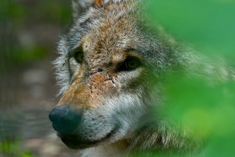 Wolf in einem Wildpark