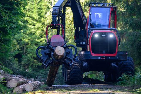 Harvester bearbeiten Stämme, nachdem sie gefällt wurden. (Archivbild) Foto: Hendrik Schmidt/dpa