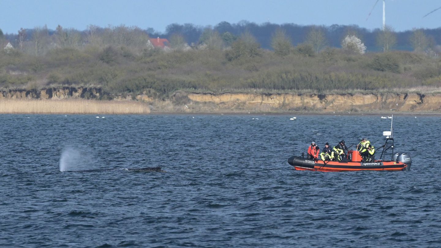 Meeressäuger: Rettungsaktion für Ostsee-Buckelwal unterbrochen