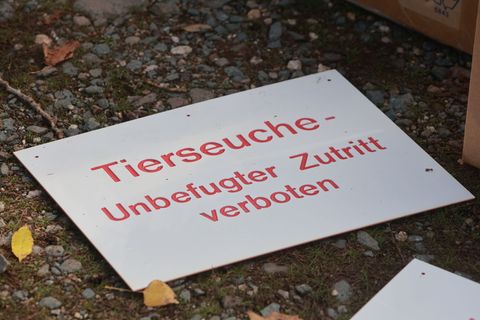 In Brandenburger Geflügelbetrieben greift die Newcastle-Erkrankung um sich. (Symbolbild) Foto: Matthias Bein/dpa