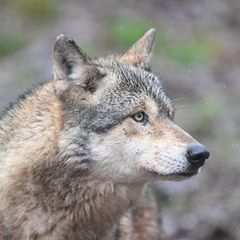 Nach dem Angriff wurde ein Wolf aus der Hamburger Alster gerettet (Symbolbild)