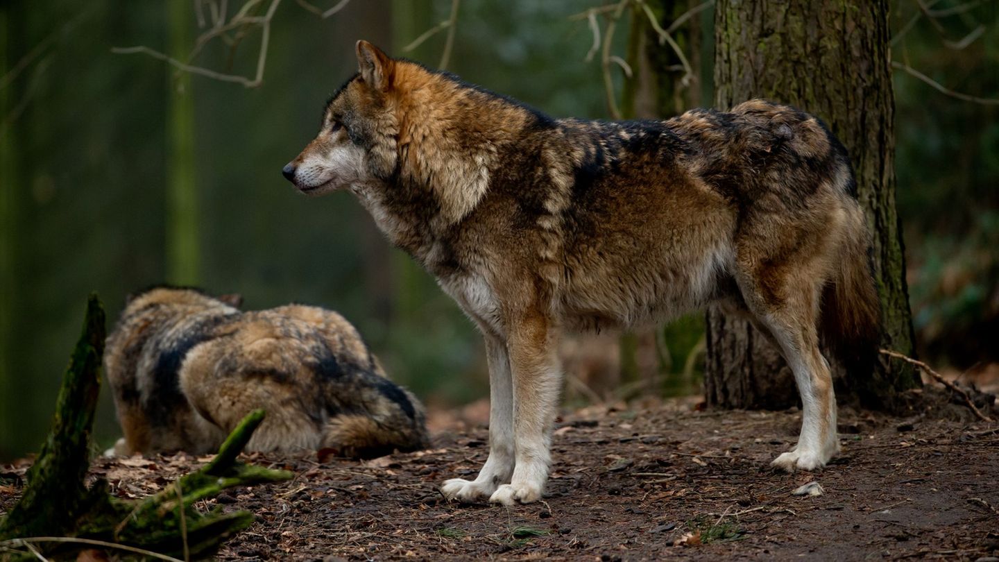 Wölfe: Wildparkchef für Freilassung des Wolfes