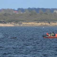 Am Dienstag wurde die Rettungsaktion am frühen Abend vorerst beendet, um dem Wal Ruhe zu gönnen. (Archivbild) Foto: Stefan Sauer