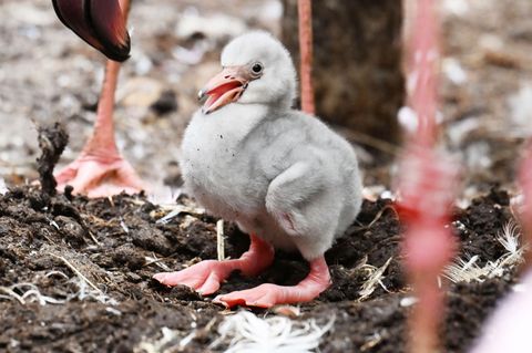 Das Zwergflamingoküken ist am Montag geschlüpft. Foto: Uli Deck/dpa