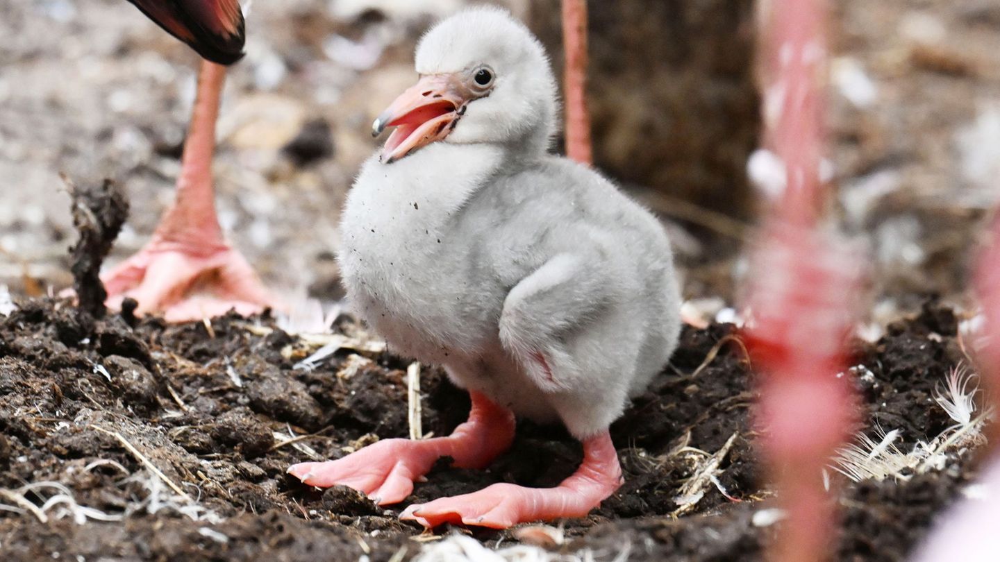 Zoo Karlsruhe: Was aus diesem grauen Küken einmal werden soll