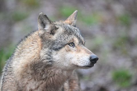 Ein Wolf verletzt eine Frau in der Einkaufsmeile Große Bergstraße. (Symbolbild) Foto: Bernd Weißbrod/dpa
