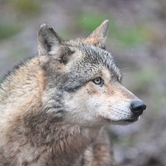 Ein Wolf verletzt eine Frau in der Einkaufsmeile Große Bergstraße. (Symbolbild) Foto: Bernd Weißbrod/dpa