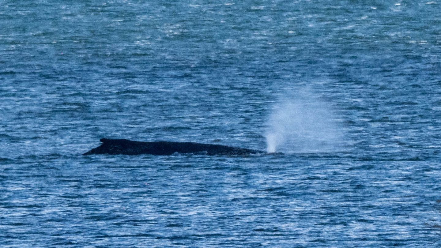 Tiere: Wasserschutzpolizei geht davon aus: Wal sitzt noch fest