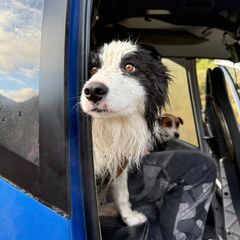 Hündin Molly wurde in Neuseeland gerettet