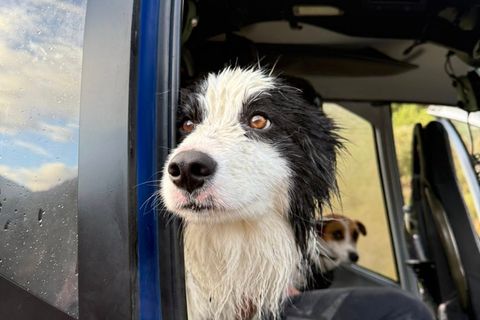 Hündin Molly wurde in Neuseeland gerettet