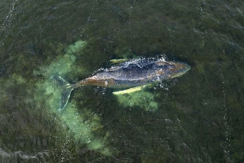 Drohnenbild des Wals