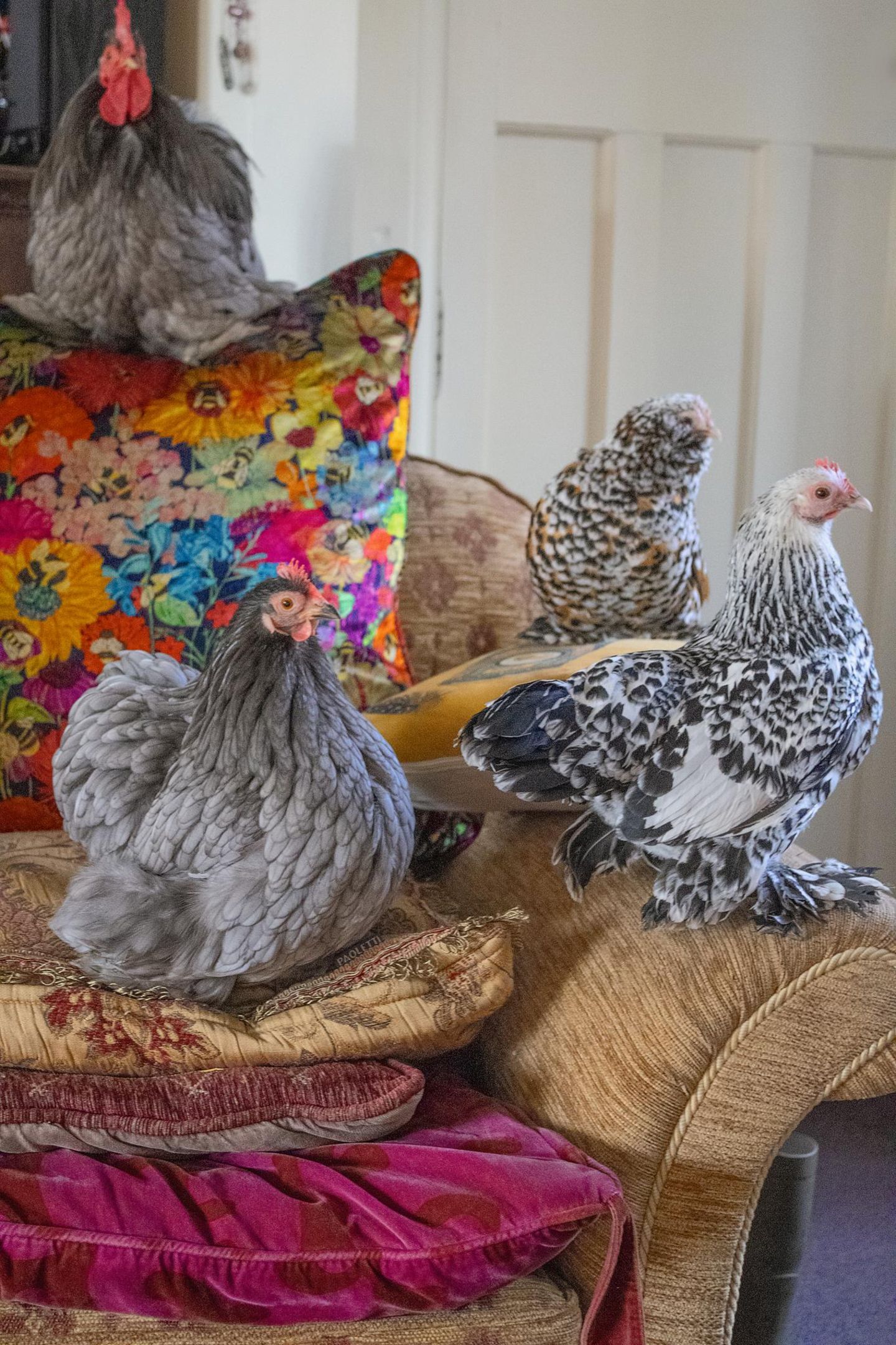 Eine blaue Cochin, eine silber-porzellanfarbige Sabelpoot und eine Ükkeler Bartzwerg-Millefleur-Henne