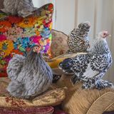 Eine blaue Cochin, eine silber-porzellanfarbige Sabelpoot und eine Ükkeler Bartzwerg-Millefleur-Henne