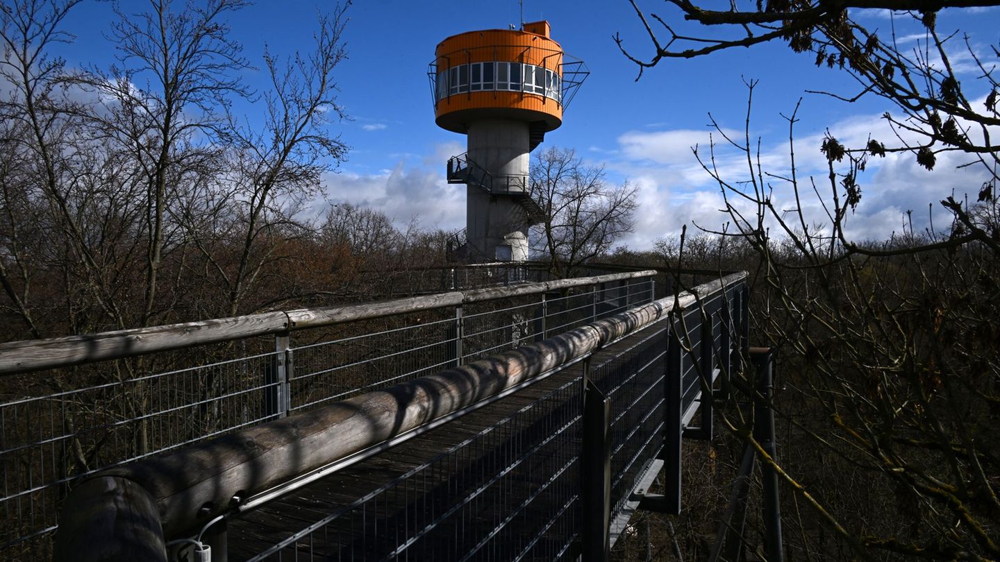 Nationalpark: Knospen sprießen - Saisonbeginn auf dem Baumkronenpfad