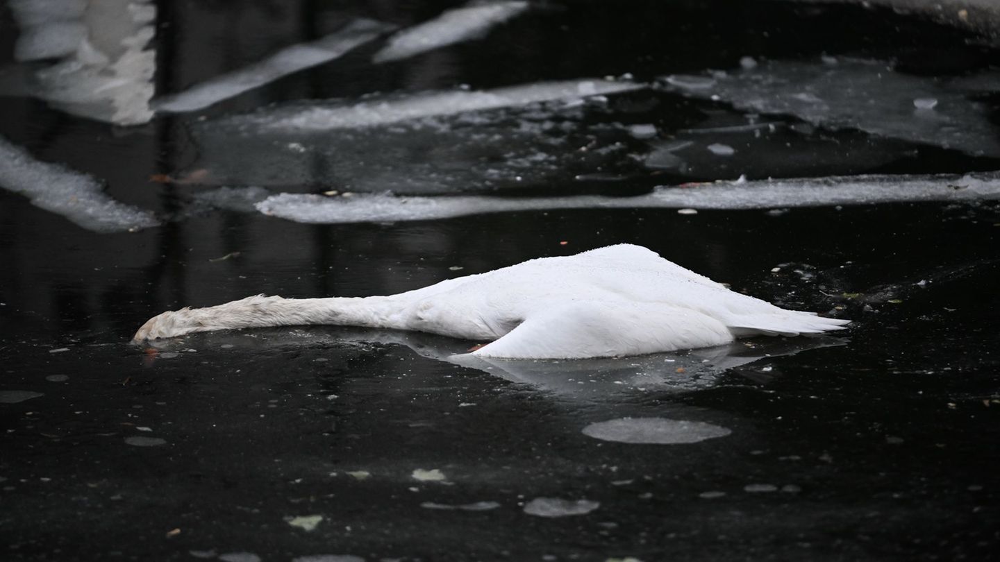 Auf dem Landwehrkanal verendete zahlreiche Schwäne an der Vogelgrippe. (Archivbild) Foto: Britta Pedersen/dpa