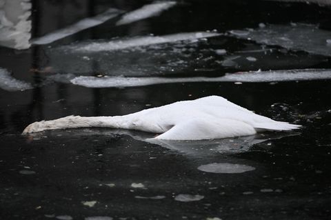 Auf dem Landwehrkanal verendete zahlreiche Schwäne an der Vogelgrippe. (Archivbild) Foto: Britta Pedersen/dpa