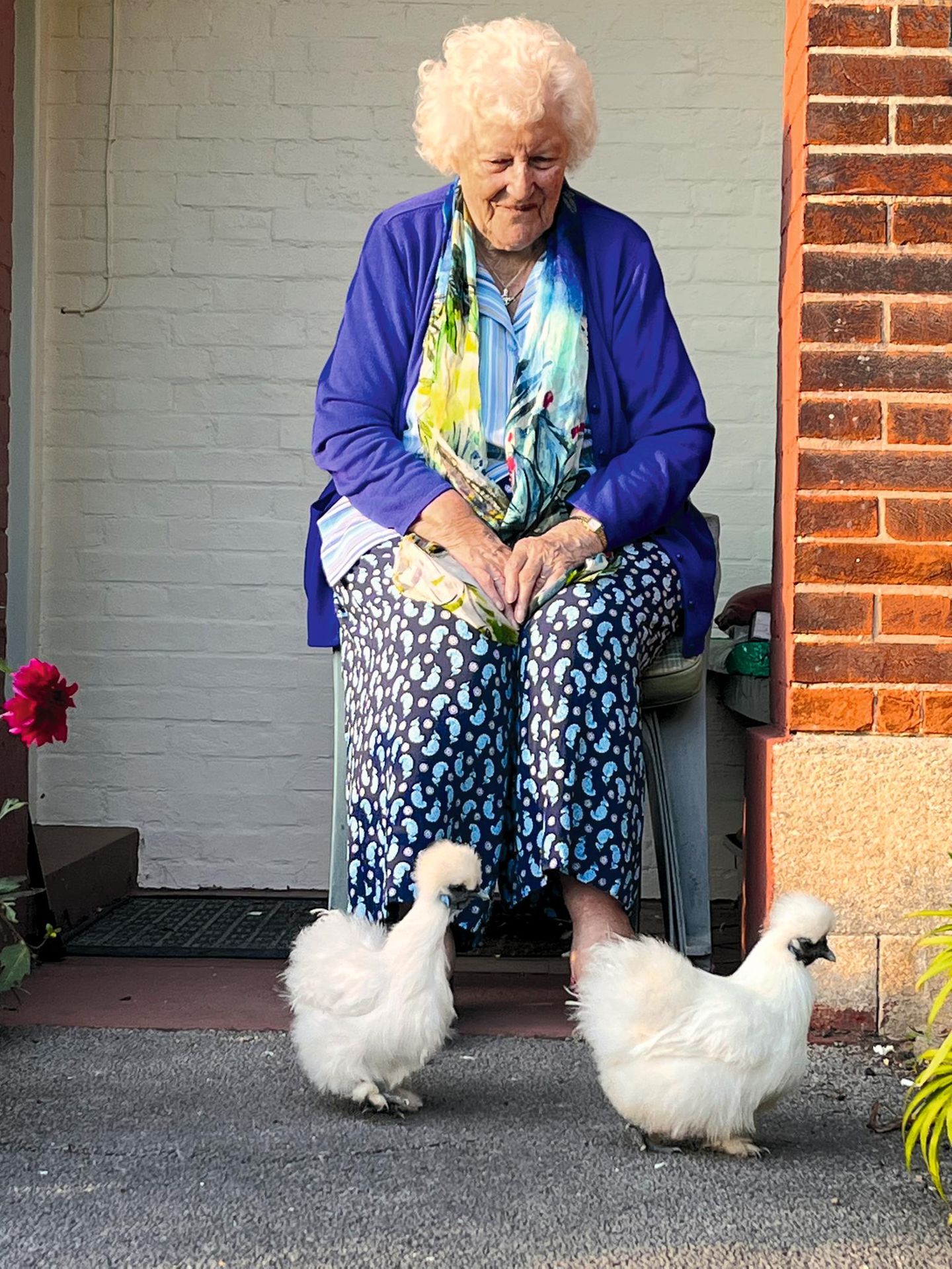 Zwei Seidenhühner vor den Füßen der Großmutter