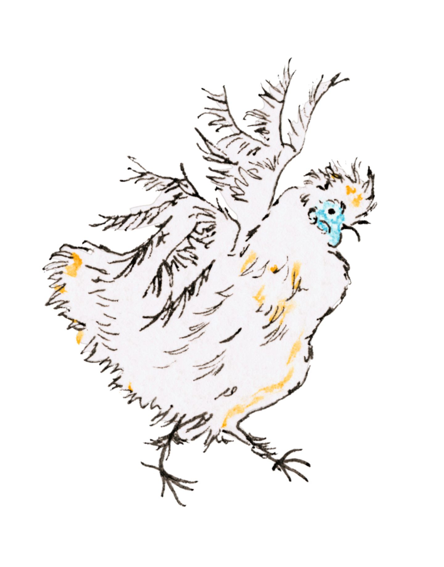 Illustration einer Weißen Seidenhuhn-Henne
