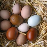 Bunte Eier