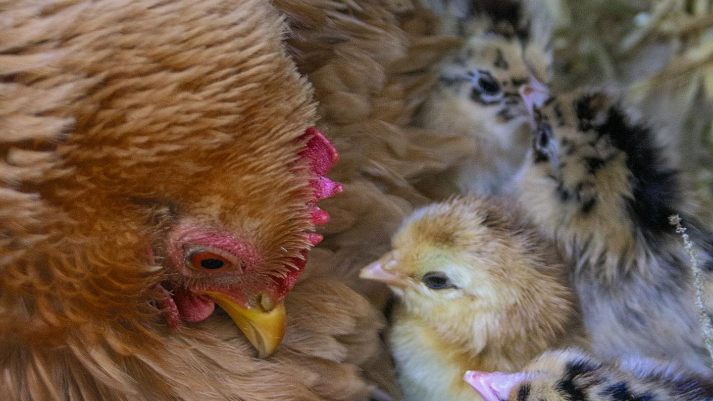 Eine Henne mit ihren Küken