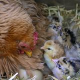 Eine Henne mit ihren Küken