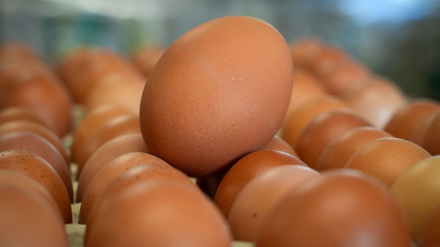 Die meisten Legehennen in Sachsen-Anhalt leben in Bodenhaltung. (Archivbild) Foto: Soeren Stache/dpa