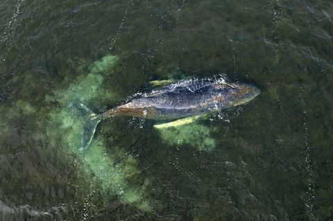 Drohnenbild des Wals