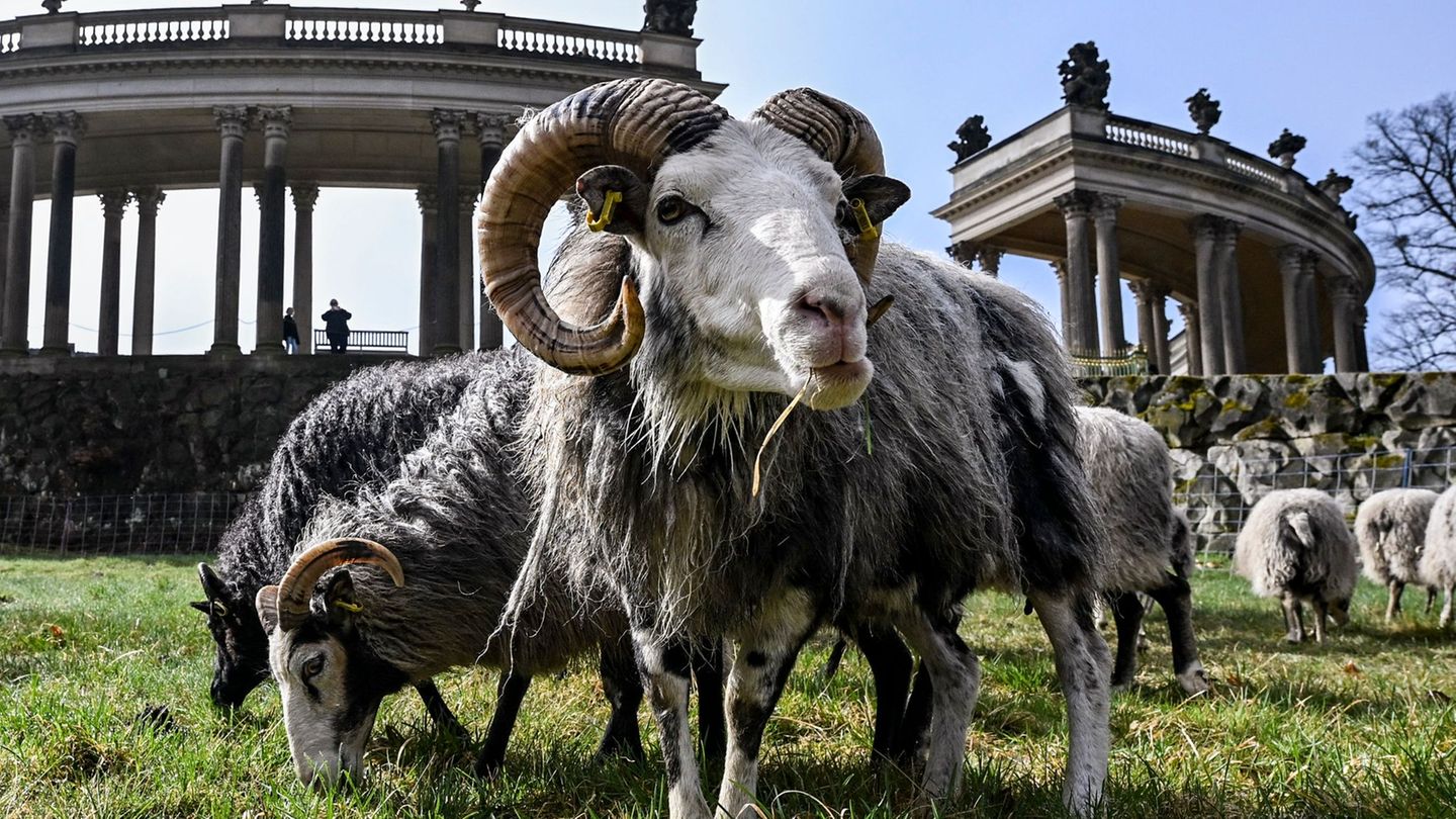 Im Park Sanssouci weiden wieder Schafe. Foto: Jens Kalaene/dpa