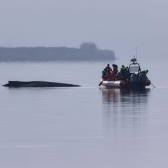 Ein Greenpeace Boot nähert sich dem Buckelwal