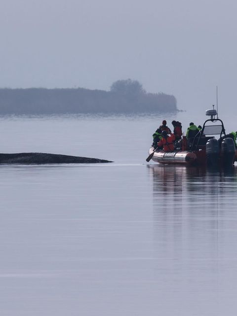 Ein Greenpeace Boot nähert sich dem Buckelwal