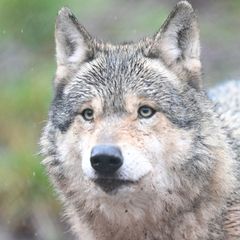 Nachdem ein Wolf eine Frau in Hamburg verletzt hat, ist noch unklar, was mit dem Tier passieren wird. (Symbolbild) Foto: Bernd W