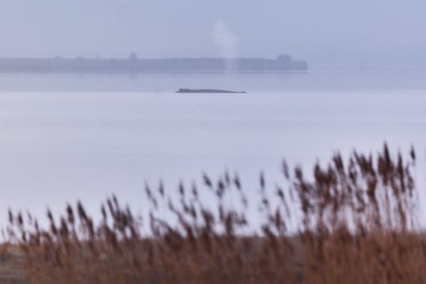 Der Buckelwal soll nun in Ruhe gelassen werden. Foto: Marcus Golejewski/dpa