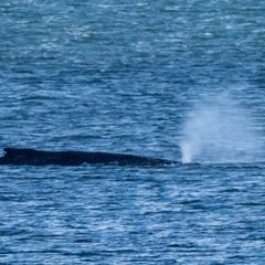 Der Buckelwal lag zuletzt vor der Insel Poel. (Archivbild) Foto: Stefan Sauer/dpa