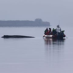 Immer wieder hatten sich Meeresschützer ein Bild vom Zustand des Wals gemacht. Foto: Marcus Golejewski/dpa